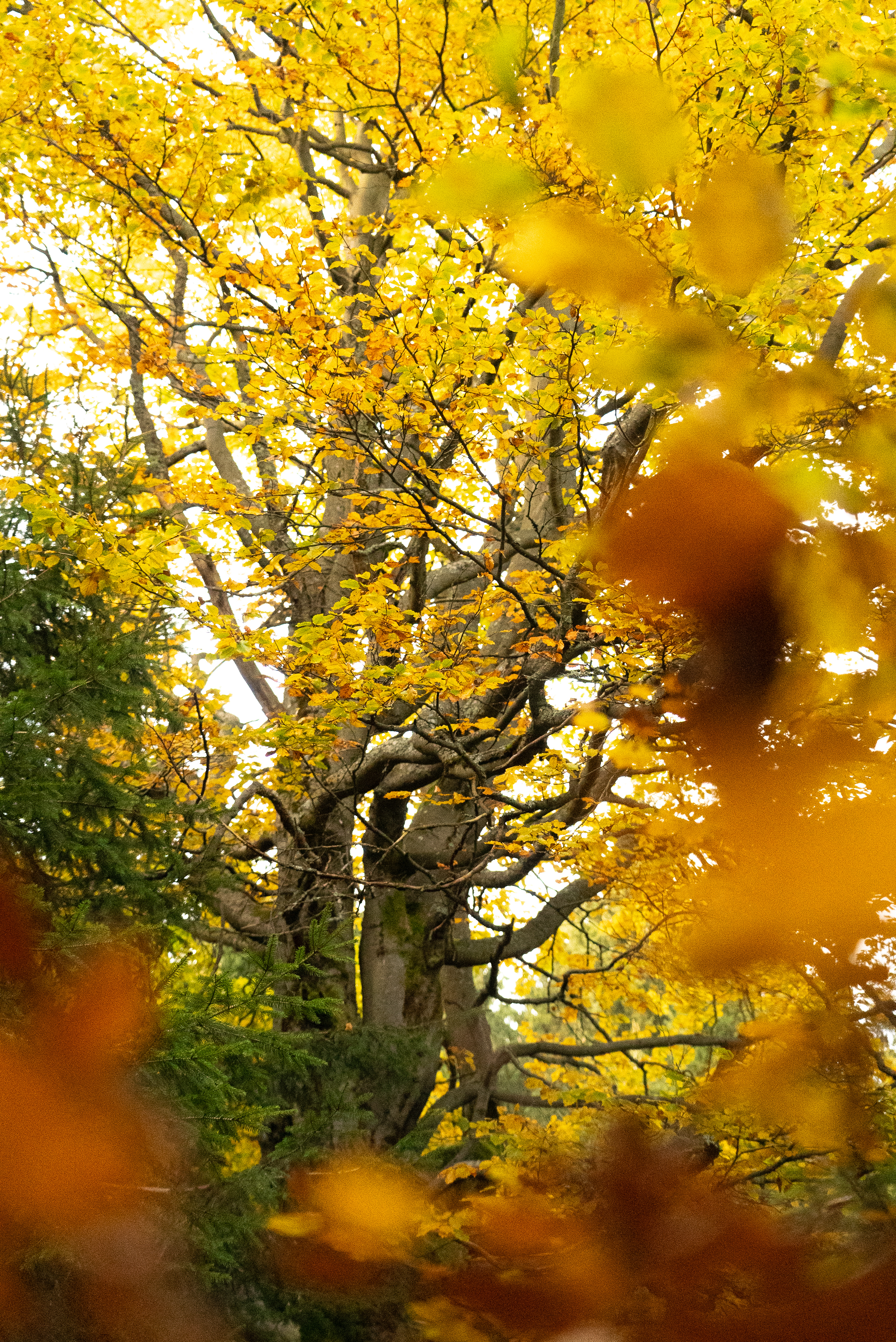 Golden Ember Herbstspecial